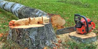 Best Emergency Tree Removal  in Druid Hills, GA