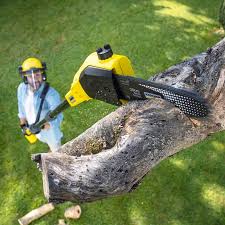Best Tree Trimming and Pruning  in Druid Hills, GA