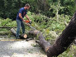 Best Aeration Services  in Druid Hills, GA