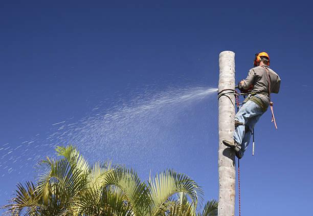 Best Tree Health Inspection  in Druid Hills, GA
