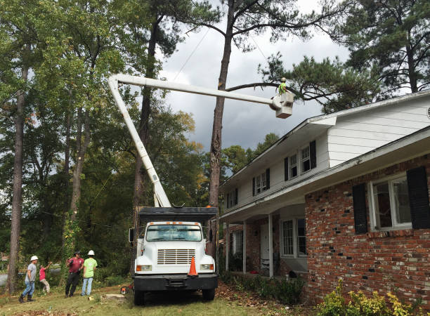 Druid Hills, GA Tree Care Company
