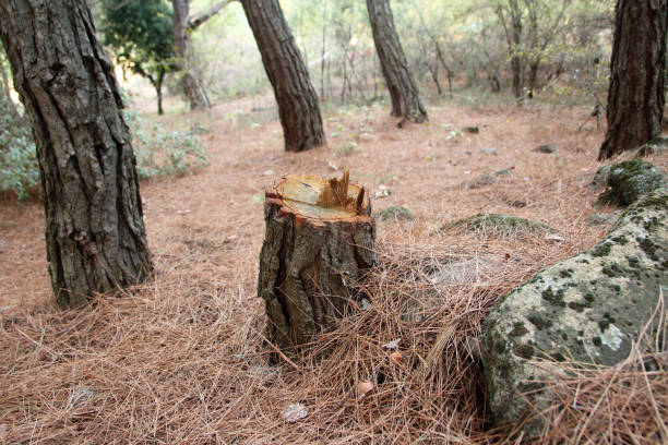 Best Firewood Processing and Delivery  in Druid Hills, GA