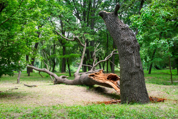 Best Lawn Pest Prevention  in Druid Hills, GA