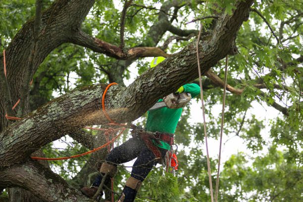 Best Pest Control for Lawns  in Druid Hills, GA