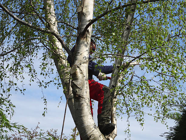 Best Tree Risk Assessment  in Druid Hills, GA