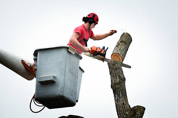 Best Hazardous Tree Removal  in Druid Hills, GA