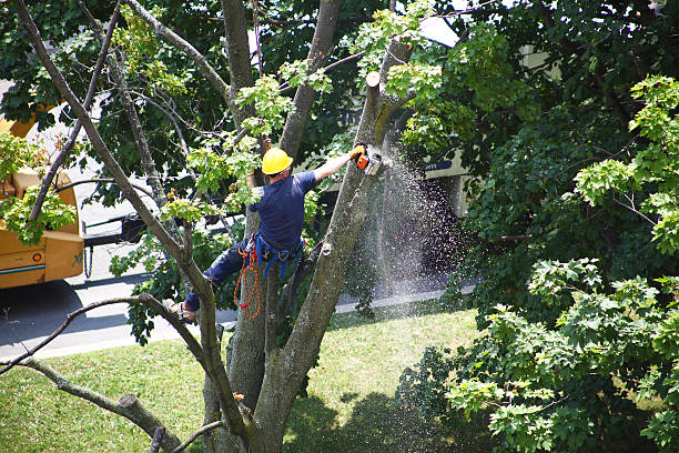 Best Lawn Disease Treatment  in Druid Hills, GA