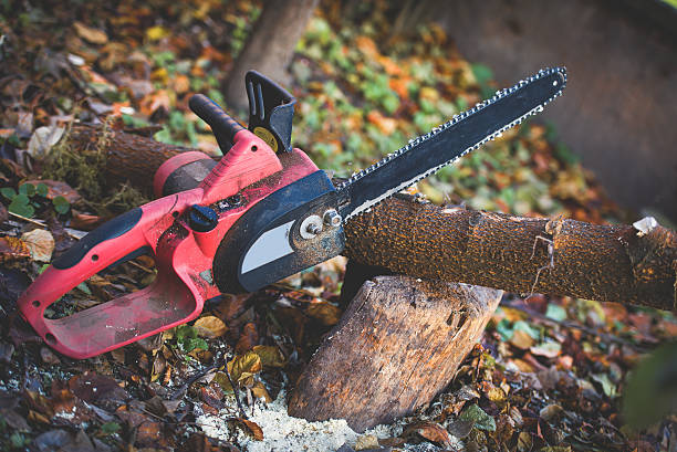 Best Tree Preservation Services  in Druid Hills, GA